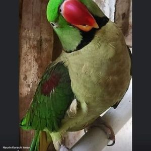 Meet your Posher, Naurin karachi